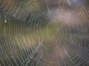 玩 Spider web slider