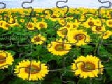 sunflowers jigsaw