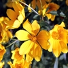 玩 Jigsaw: yellow wildflowers