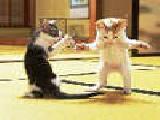 玩 Crazy dancing cat