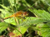 玩 Forest dragonfly
