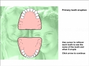 Primary teeth eruption
