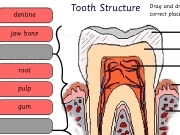 Tooth structure