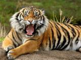 Play Animals jigsaw puzzle tiger now