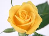 Play Yellow roses puzzle now