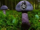 玩 Mushroom forest adventure now