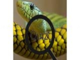 玩 Wildlife animal trivia:test your knowledge! now
