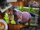 玩 Jigsaw puzzle horses edition now