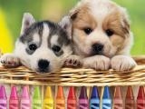玩 4gameground - puppy coloring now