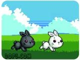 玩 Bu bunny two rabbit
