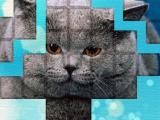 玩 Picpu - cat puzzle now