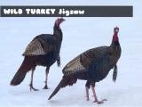 玩 Wild turkey jigsaw now