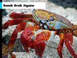 玩 Beach crab jigsaw now