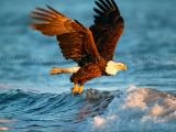 玩 Animals jigsaw puzzle - eagle now